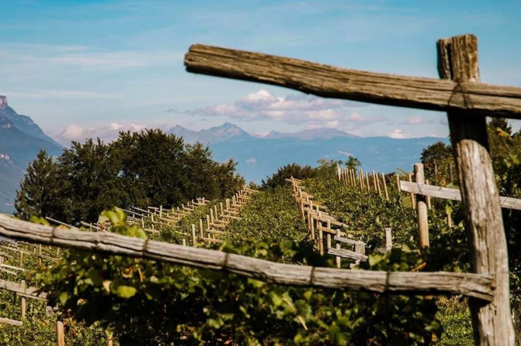 Steinhaus Alto Adige vineyards