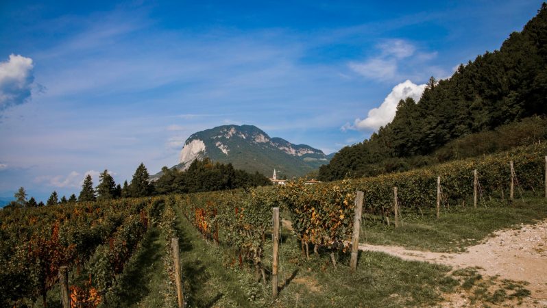 Steinhaus mountain vineyards