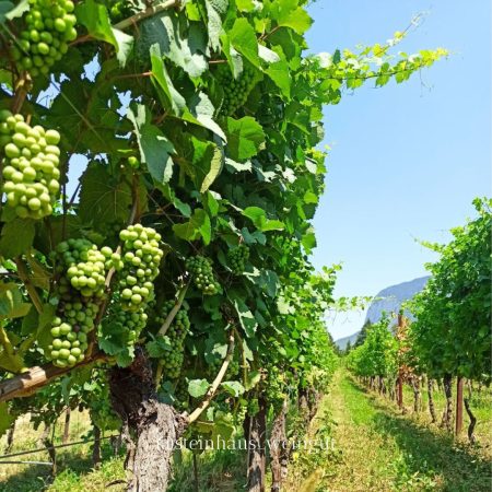 Steinhaus vineyards
