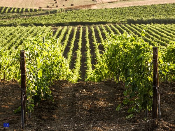 Alessandro di Camporeale Vineyard 2