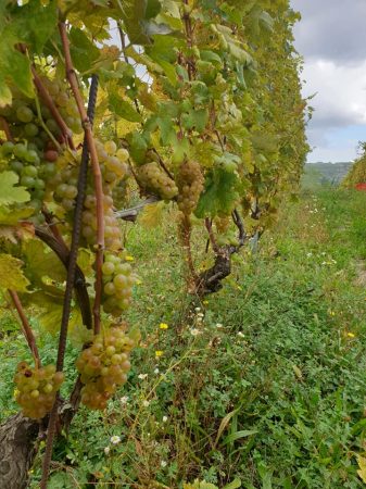 Bera Grapes in Vineyard