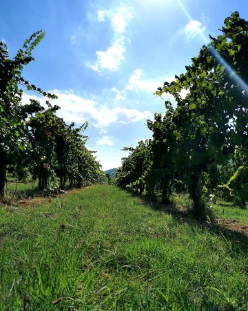 Bera Vineyard