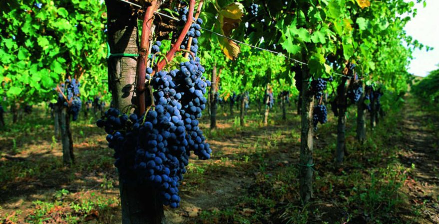 Cantine Farro Grapes and winery