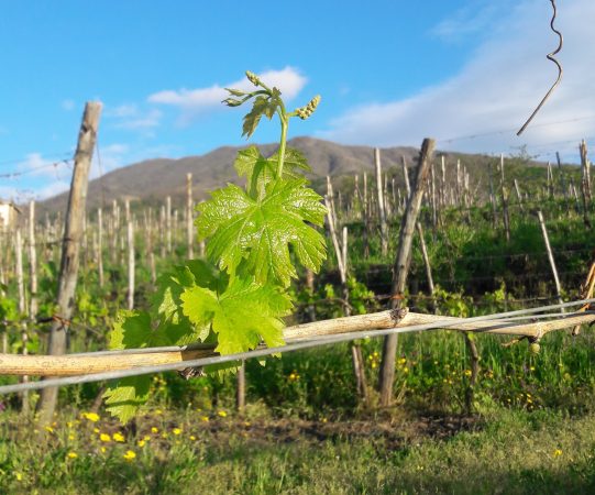 Cantine Olivella vineyards 2