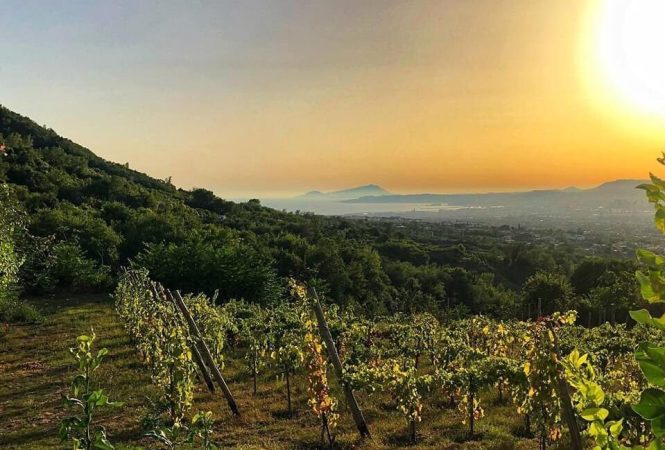 Cantine Olivella vineyards