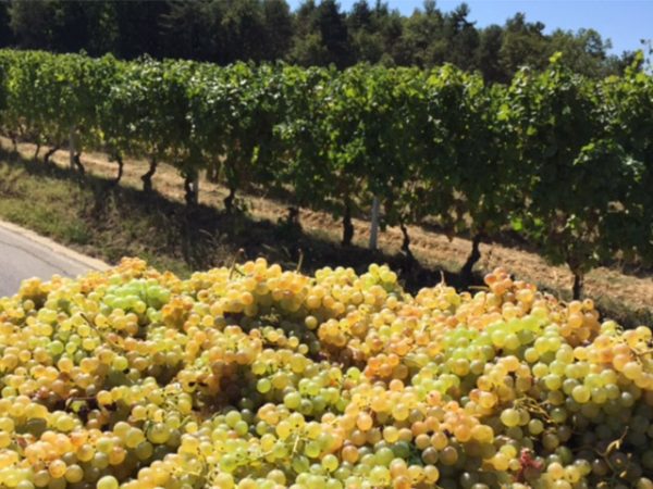 Castellari Bergaglio Grapes