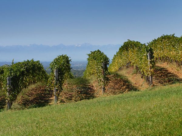 Castellari Bergaglio Vineyard 3