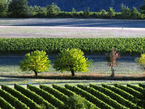 Castellari Bergaglio Vineyard