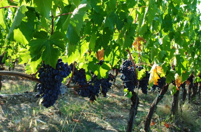 Castello di FB Radda Grapes