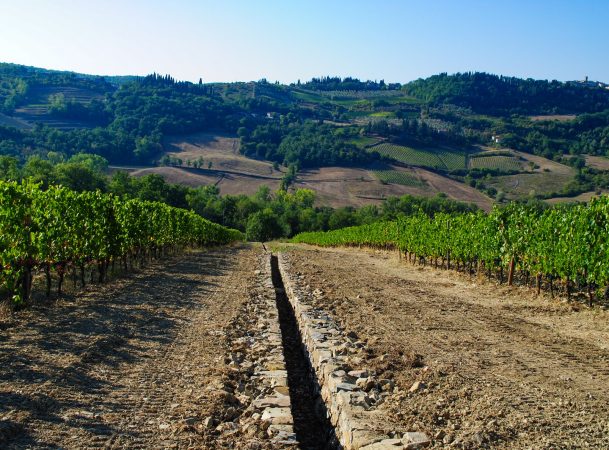 Castello di Radda FB Vineyard 2