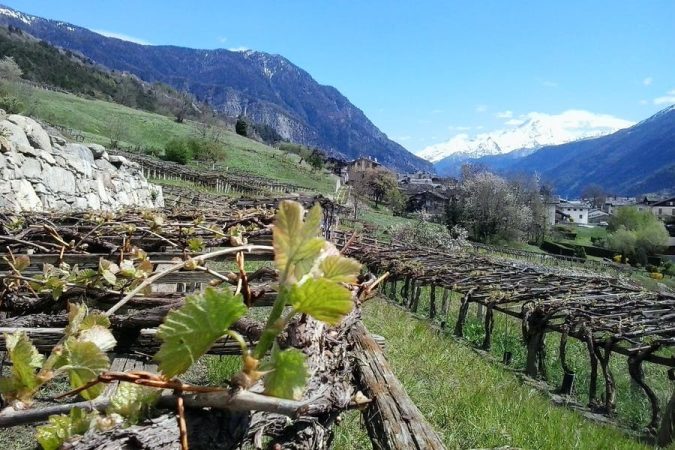 Cave Mont Blanc Vineyard