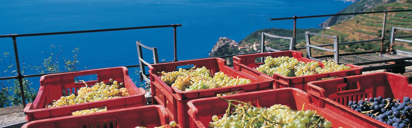 Coop Cinque Terre Grapes