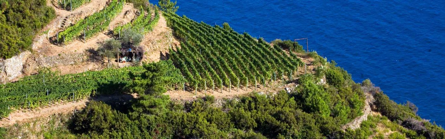 Coop Cinque Terre Vineyard 3