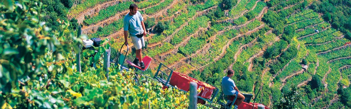 Coop Cinque Terre Vineyard