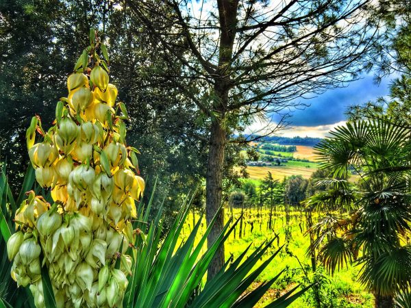 Fattoria Paradiso Vineyard