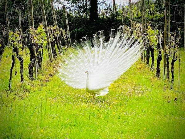 Fattoria Paradiso Vineyard with Peacock