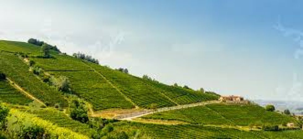Fortemasso Vineyard 2
