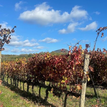 Guado al Melo Vineyard