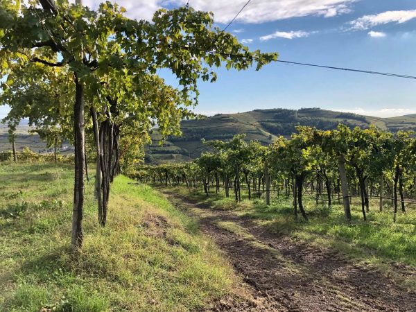 La Cappuccina Vineyard