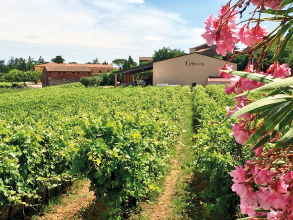 La Cappuccina vineyard