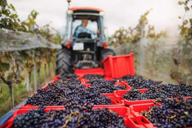 La Togata Grapes