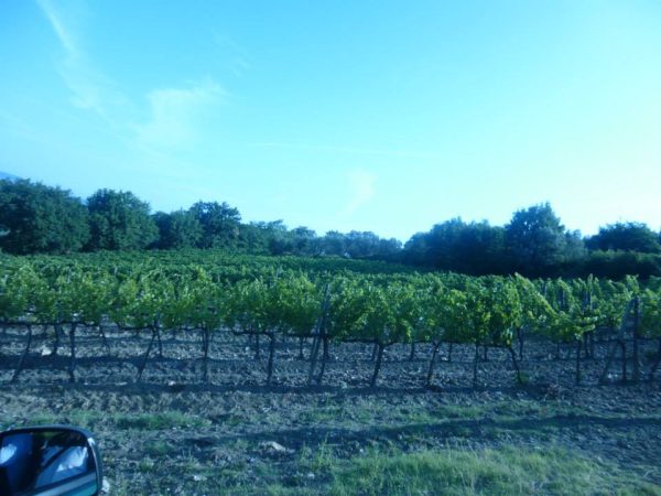 La Togata Vineyard 2