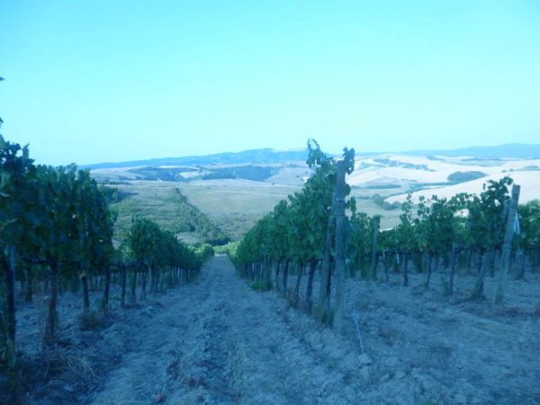 La Togata Vineyard