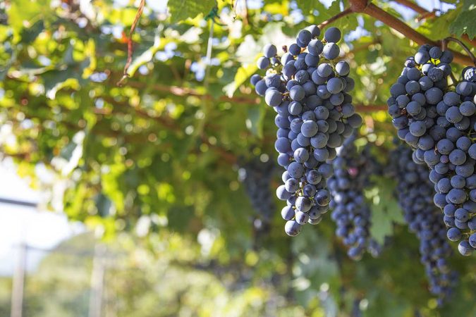 La Vigne Grapes