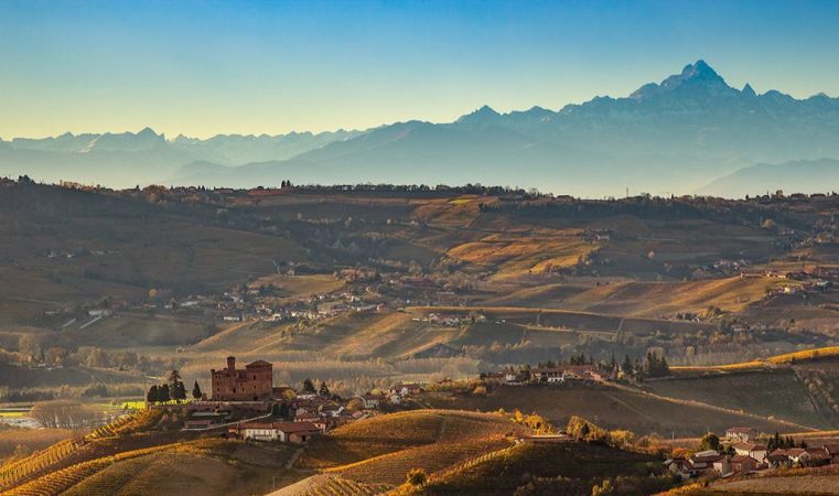 Le Ginestre Vineyard 2