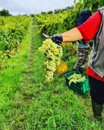 Le Palaie Grape In Vineyard