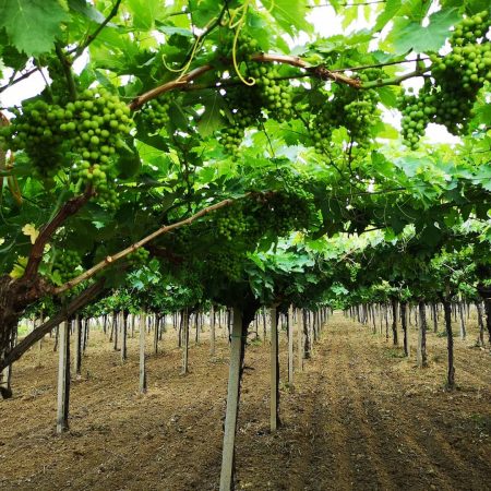 Paride d'Angelo vineyard 2