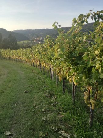 Primosic Vineyard 3