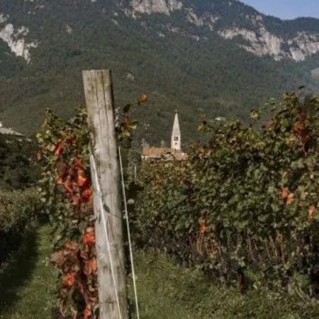 Steinhaus_Vini_Vigneti_Bucholz_Salorno__AltoAdige_Montagne-square