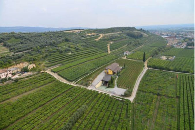 Venturini Vineyard