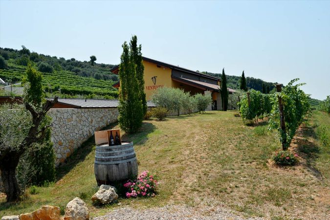 Venturini Vineyard with Winery