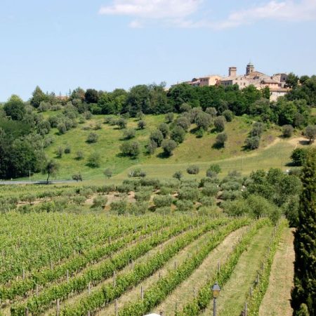 Vignamento Vineyard